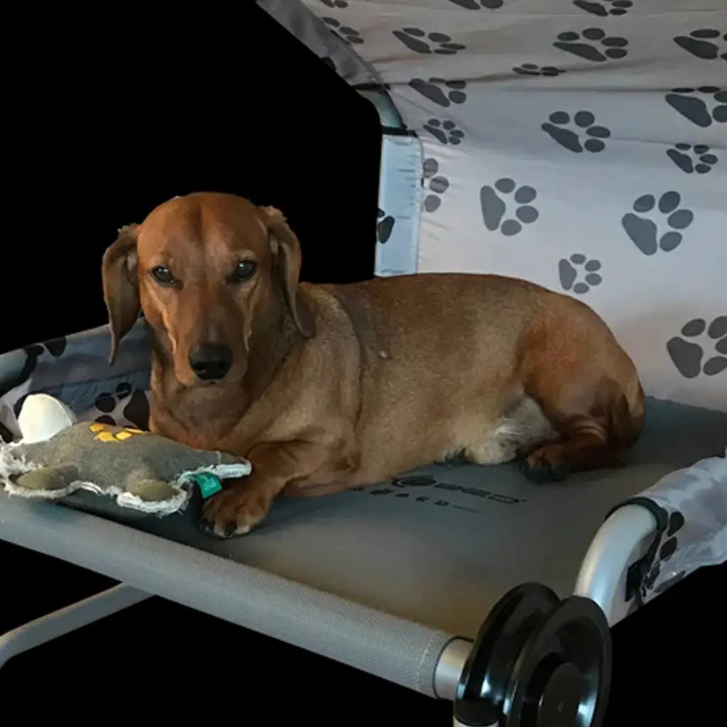 Disc-O-Bed Dog Bed (Small)