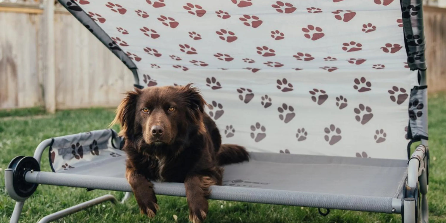 Dog Beds